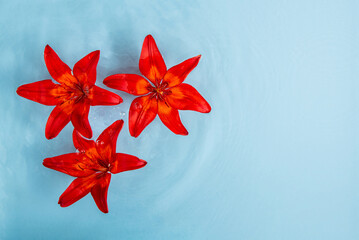 Lily flowers in the water on a blue background. Minimal summer concept. Rectangle with copy space....