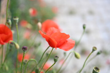 Red poppy flowers in a wild field. Poppies meadow
