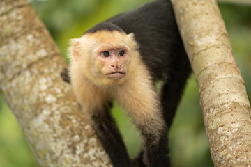 White-head capuchin monkey in Costa Rica