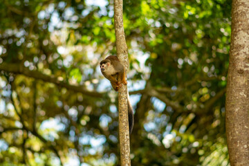 Squirrel Monkey in Costa Rica eating banana in the jungle