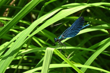 Dragonfly on a leaf