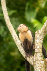 White-head capuchin monkey in Costa Rica