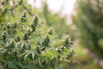 Cannabis at sunset, marijuana grows in the field, marijuana farm,