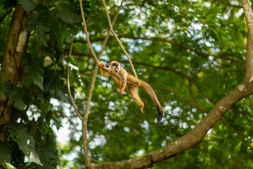 Squirrel Monkey in Costa Rica jumping in the jungle