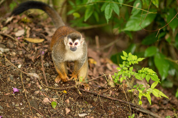 Squirrel Monkey in Costa Rica playing in the jungle