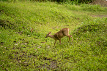 White tailed deer in the jungle at Costa Rica