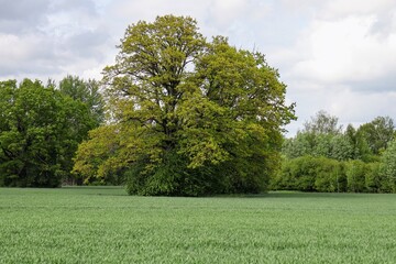 trees in the field