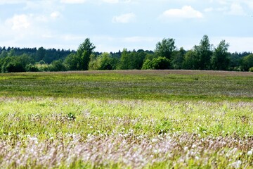 field of flowers