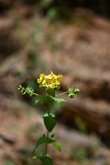 Hypericum perforatum, known as St. John's wort, is a flowering plant in the family Hypericaceae and...