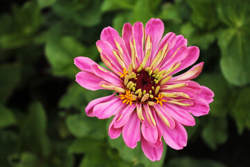 A flirtatious daisy is waiting for the summer rain