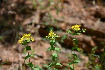 Hypericum perforatum, known as St. John's wort, is a flowering plant in the family Hypericaceae and...