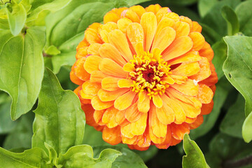 An orange chrysanthemum hides in the shade of its leaves
