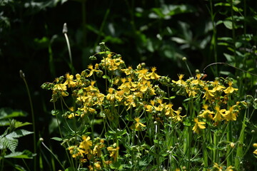 Hypericum perforatum, known as St. John's wort, is a flowering plant in the family Hypericaceae and the type species of the genus Hypericum