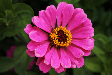 Beautiful pink daisy looks flirty