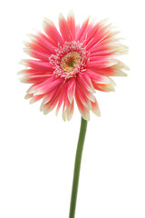 ピンクと白のガーベラ