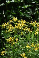 Hypericum perforatum, known as St. John's wort, is a flowering plant in the family Hypericaceae and the type species of the genus Hypericum