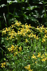 Hypericum perforatum, known as St. John's wort, is a flowering plant in the family Hypericaceae and...