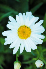 Beautiful white daisy is waiting for the sunset