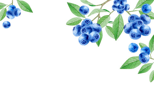 ブルーベリー Images Browse 9 585 Stock Photos Vectors And Video Adobe Stock