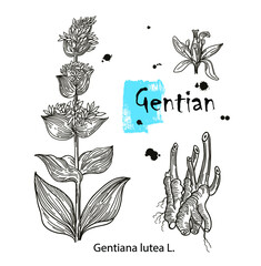Vector of hand drawn gentian isolated on white background. Outline flower are element for design. Botany Alps, alpine plants. Gentiana lutea.