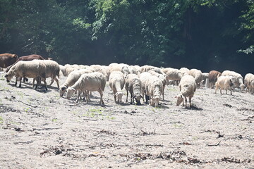 Obraz premium Sheeps in the forest