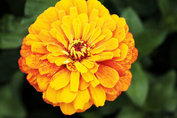 Orange chrysanthemum tells a lot of interesting things to its girlfriends