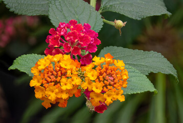 West Indian Lantana (Lantana camara) blooms in bright violet, orange, and yellow at the Centennial Park Conservatory in Toronto, Ontario.