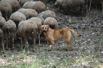 Obraz premium Flock of Sheep Gathered in a Shaded Clearing