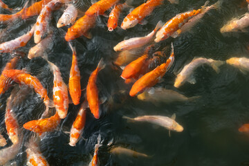 A large group of Koi carp actively swim in the pond and eat food. Horizontal orientation, copy...