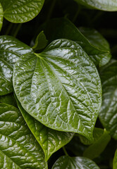 close-up of a handful of piper sarmentosum leaves