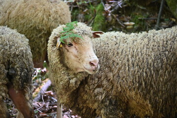 Shepps in the Turkey. Eid al-Adha, or the Feast of Sacrifice. sheep head leaf close-up