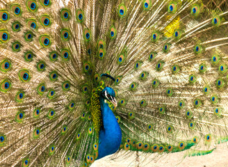 Obraz premium selective focus. Male indian peacock showing its tail. An open tail with bright feathers. Portrait of a male peacock with bright multi-colored plumage. High quality photo