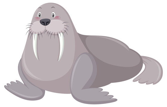 A grey walrus in cartoon style