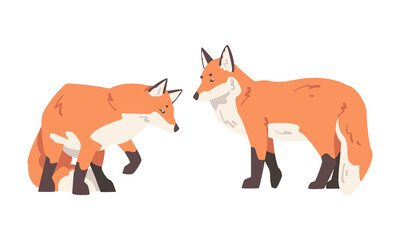 Orange Fox as Omnivorous Mammal with Pointed Snout and Long Bushy Tail Standing Vector Set
