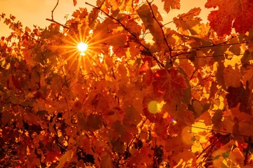 Poster Heldere herfstrode oranjegele wijnstokbladeren bij wijngaard in warm zonsondergangzonlicht. Mooie trossen rijpende druiven. Wijnmaken en biologisch fruit tuinieren. Detailopname. Selectieve aandacht. © panophotograph