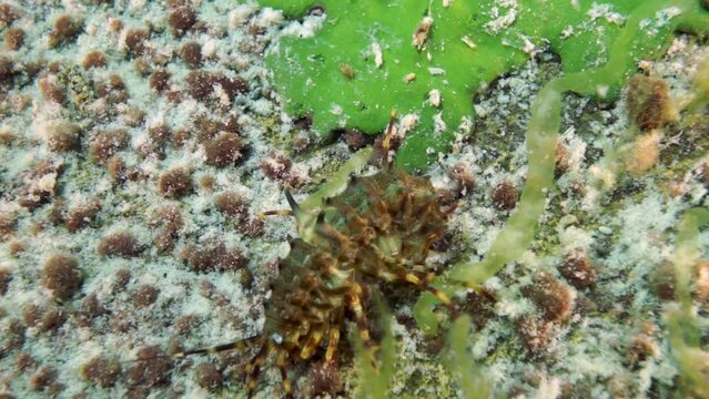 Macro video crayfish Acanthogammarus deep underwater in animal world of peculiar wild nature of Lake Baikal in Siberia Russia.