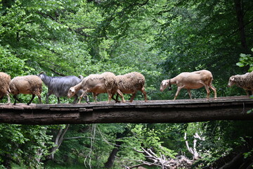 Obraz na płótnie Canvas Sheeps crossing the river on a wooden bridge.