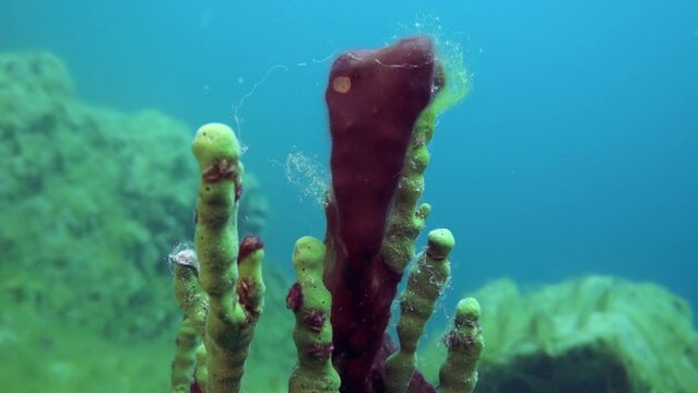 Macro video crayfish Acanthogammarus deep underwater in animal world of peculiar wild nature of Lake Baikal in Siberia Russia.