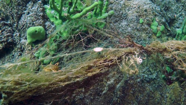 Macro video crayfish Acanthogammarus deep underwater in animal world of peculiar wild nature of Lake Baikal in Siberia Russia.
