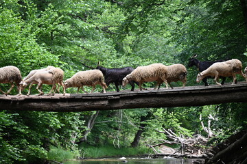 Obraz premium Sheeps crossing the wooden bridge