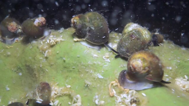 Macro video crayfish Acanthogammarus deep underwater in animal world of peculiar wild nature of Lake Baikal in Siberia Russia.