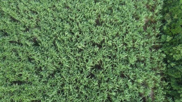 Reunion island sugar cane field landscape by drone. High quality 4k footage