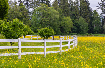 Typical white wooden fence in farmland. Summer meadow in rural area