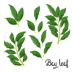 A set of bay leaves on a white background. Herbs. Vector illustration.
