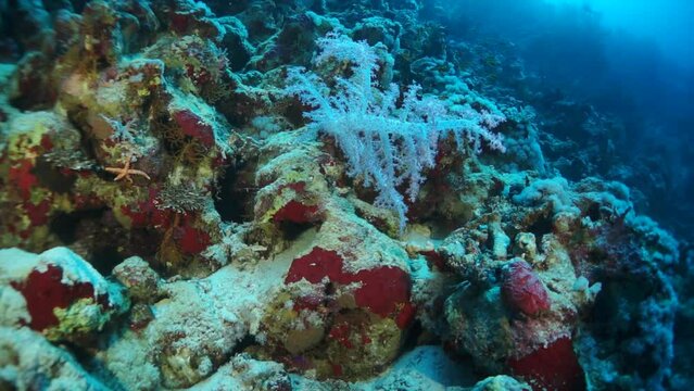 Slow motion underwater shot of teaming hard tropical coral reef top in Red Sea and floating around small colorful fish. Amazing, beautiful marine life world of sea creatures. Scuba diving and tourism.