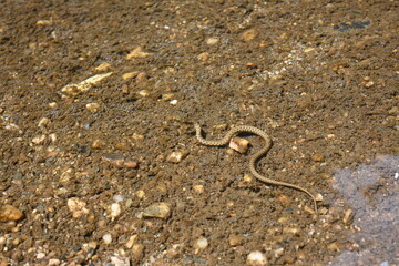 Fototapeta na wymiar Close up water snake