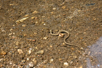Close up  water snake
