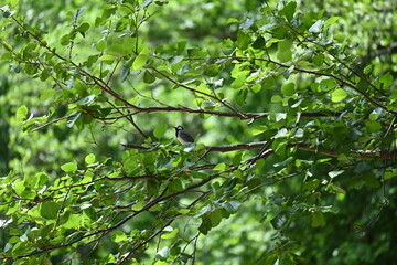 green leaves background