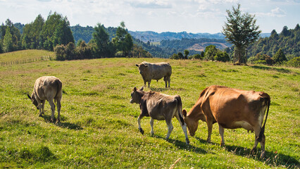 Fototapeta na wymiar Bull and Cows in a Paddock in the Tongariro National Park NZ