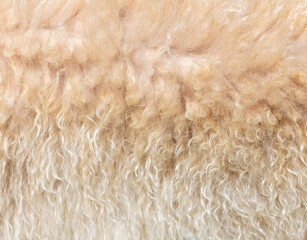 Animal fur as a background.